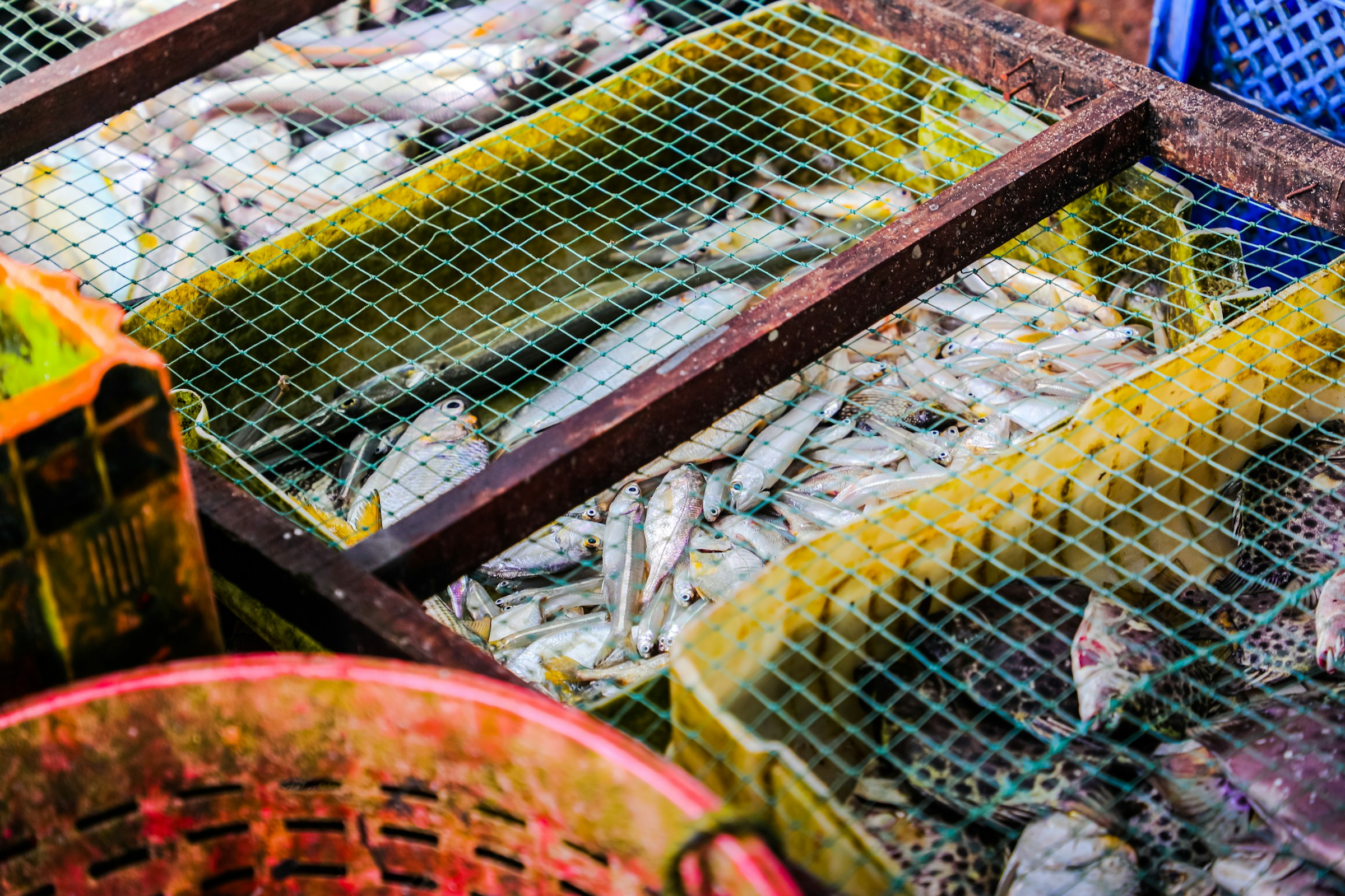 Operação logística de pescados